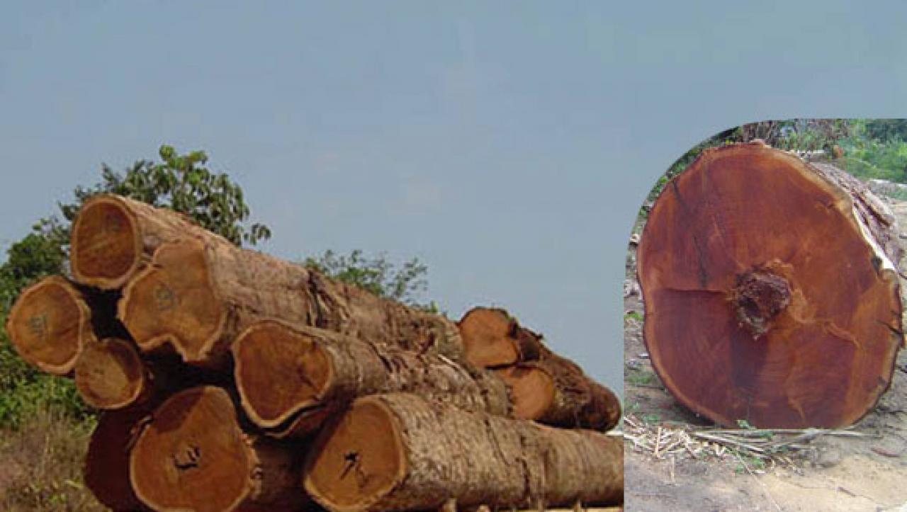 Ipe wood lumber